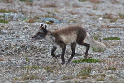 BB 11 0123 / Vulpes lagopus / Fjellrev